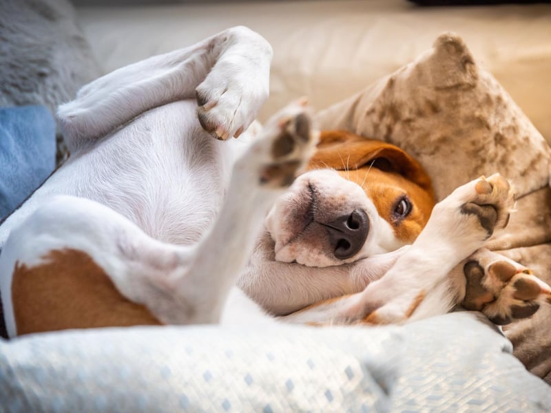 If you have a bed or couch ban in place, don't expect it to be respected when you go out. Jumping on or lying somewhere they're not allowed - includin the sofa, bed, a table or even a kitchen counter - was a problem for 35 per cent of owners.