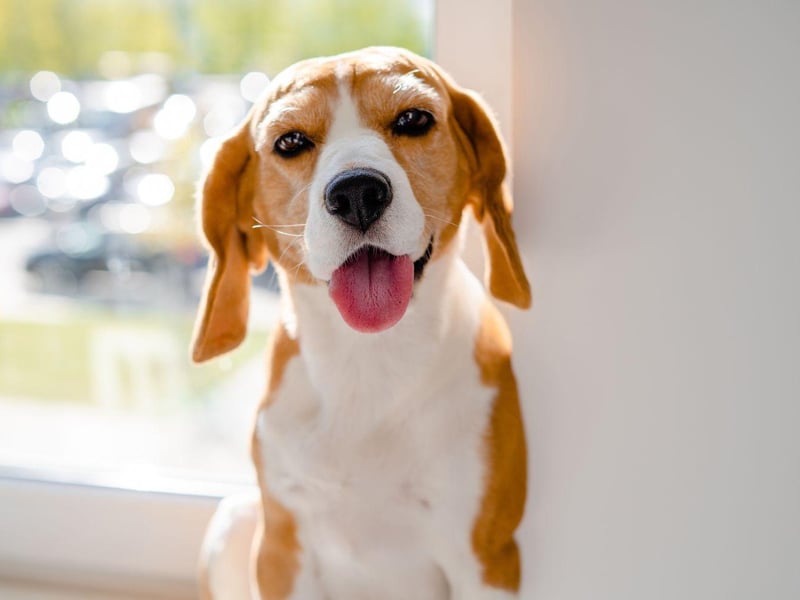The Beagle was bred to hunt in packs, so they are naturably sociable when it comes to other dogs. They also love meeting new humans, getting on particularly well with children.