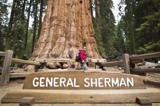 The giant sequoia nicknamed General Sherman is the largest single-stem tree on Earth (Picture: Mladen Antonov/AFP via Getty Images)