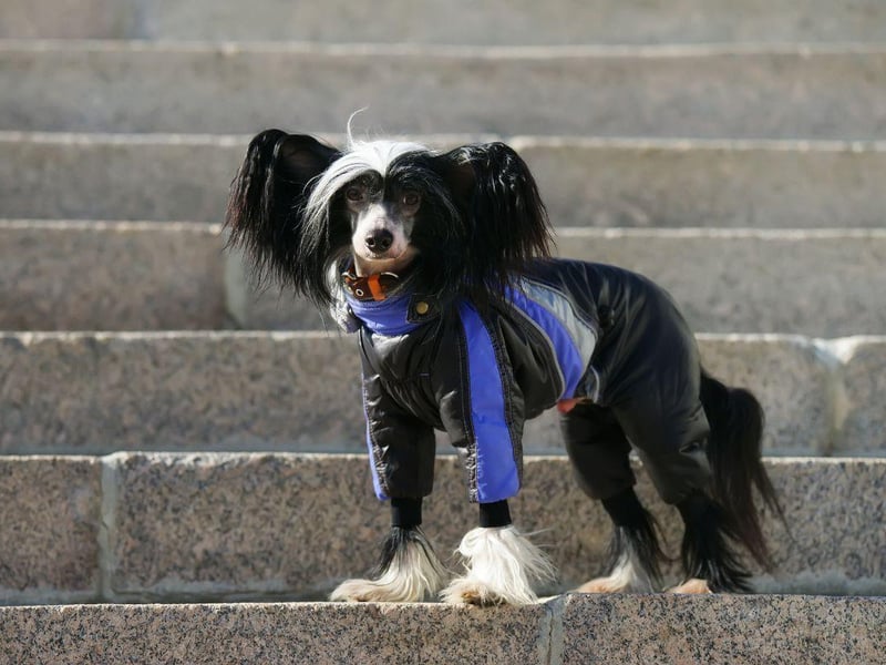 In stark comparison the the Doberman, it would be obvious to most people that the Chinese Crested doesn't get on well with the cold - with only a very small amount of hair, they need to be wrapped up to compensate.