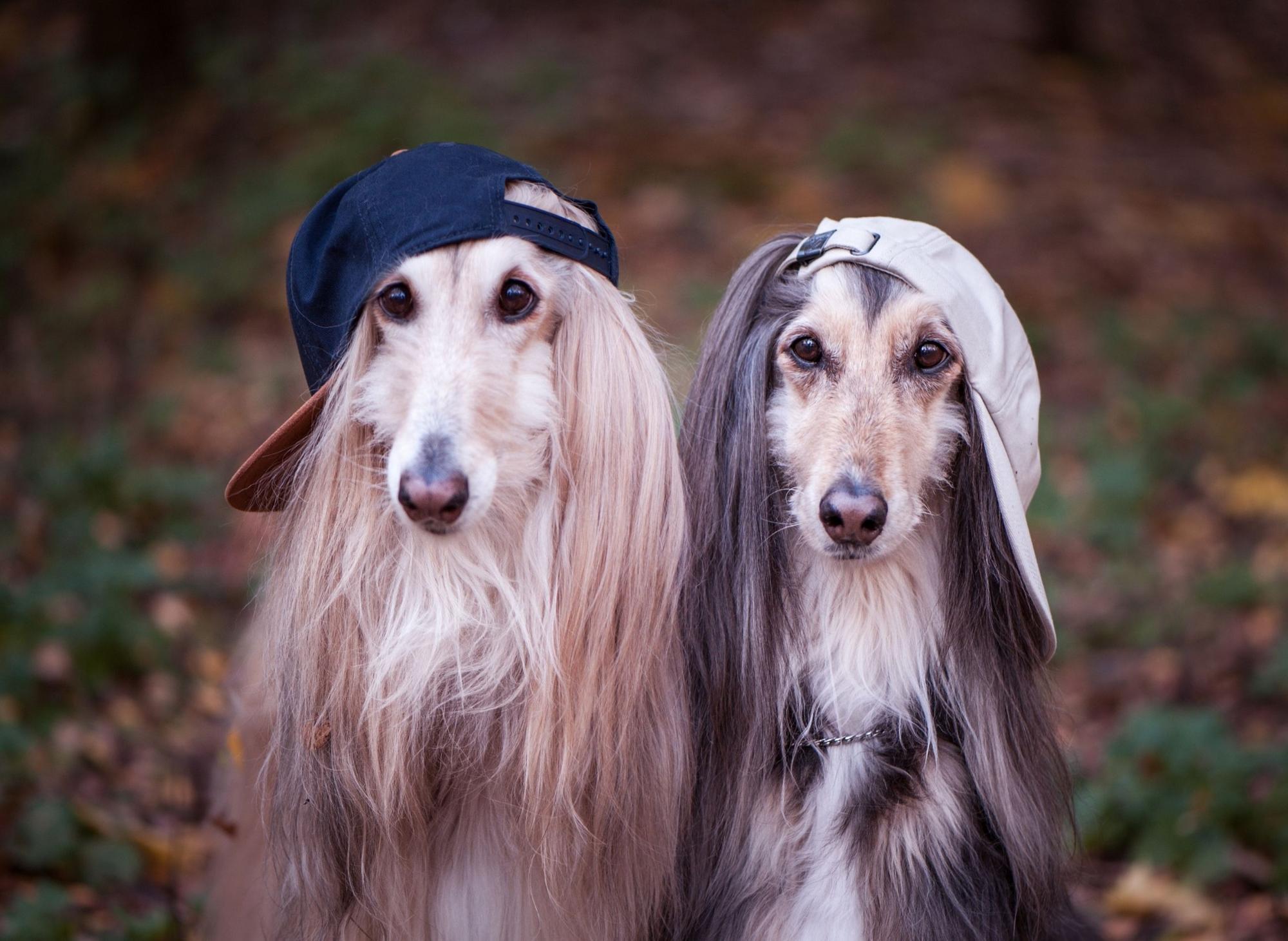 Top Afghan Hound Facts Here are 10 fascinating dog facts you