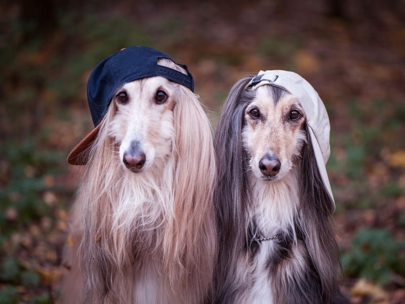 Afghans are known by a range of other names - including Tazi Spay, Tazi, Balkh Hound, Baluchi Hound, Barakzai Hound, Shalgar Hound, Kabul Hound, Galanday Hound or the African Hound.