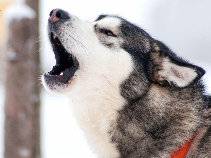 Full of energy, the Siberian Husky tends to bark to get attention and let you know they'd like to play a game. Get two or more of this breed together and you can expect howling as well as barking as they enjoy noisily communicating with each other.