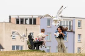 Tourist Erica Campbell is swooped on by seagulls while at The Cheesy Toasty Shack in St Andrews. Picture Katielee Arrowsmith/SWNS