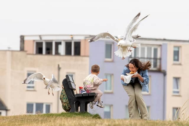 Tourist Erica Campbell is swooped on by seagulls while at The Cheesy Toasty Shack in St Andrews. Picture Katielee Arrowsmith/SWNS