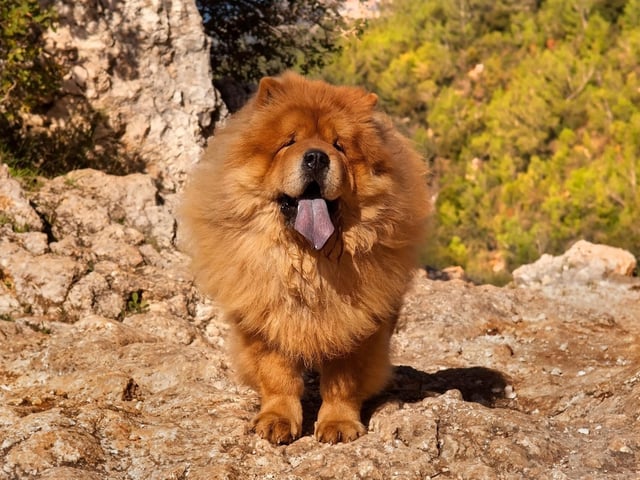 Sigmund Freud had a pet Chow Chow called Jo-Fi Ling who he relied on during therapy sessions to help judge the patient's character and mental state.