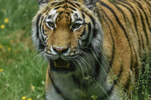 Amur tiger Dominika (Photo: RZSS Media)