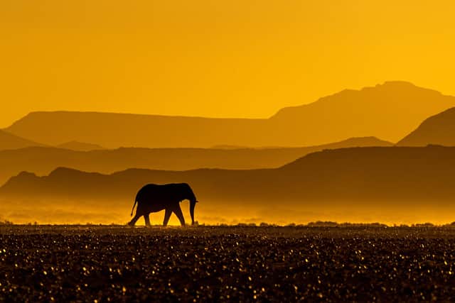 An elephant in Damaraland, Namibia.