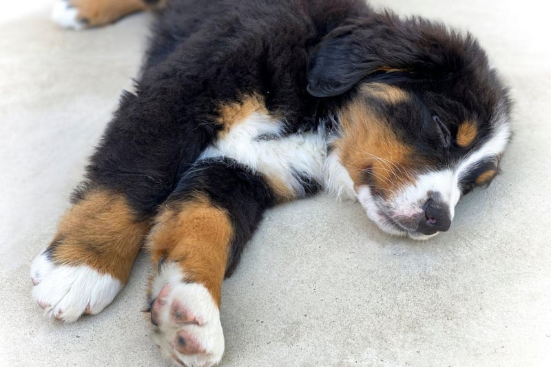 Bernese Mountain Dogs are officially the worst dog breeds to have in your bed, with their large size and high shedding levels being the main reasons why. These gentle giants have a lovely temperament, known for being affectionate and loyal, but if you have one in your bed you can expect to find lots of fur between the sheets, and perhaps a touch of drool and a high chance of barking.