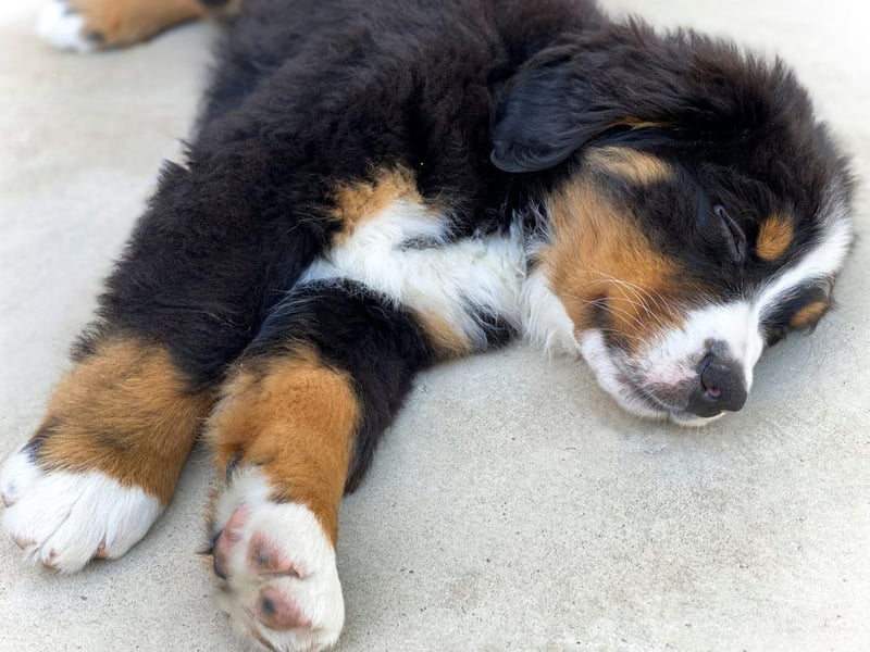 Bernese Mountain Dogs are officially the worst dog breeds to have in your bed, with their large size and high shedding levels being the main reasons why. These gentle giants have a lovely temperament, known for being affectionate and loyal, but if you have one in your bed you can expect to find lots of fur between the sheets, and perhaps a touch of drool and a high chance of barking.