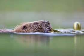 Glen Affric to welcome beavers again after 400 years