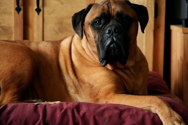 Just because you have to go out to work, doesn't mean you have to get a small dog. The Bull Mastiff is a gentle giant that doesn't need a whole lot of attention or exercise. You may want to invest in a large reinforced sofa though - so your huge pooch can nap the day away while you're out.