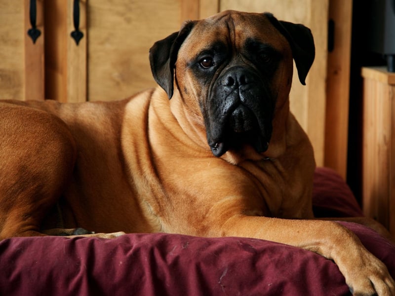 Just because you have to go out to work, doesn't mean you have to get a small dog. The Bull Mastiff is a gentle giant that doesn't need a whole lot of attention or exercise. You may want to invest in a large reinforced sofa though - so your huge pooch can nap the day away while you're out.