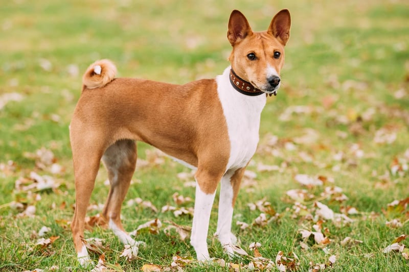 If you want to be certain of a non-barking dog then the utterly unique Basenji is the puppy you want. Its name literally translates as 'barkless dog', although it does make some slightly strange low-level noises that sound a bit like yodelling.