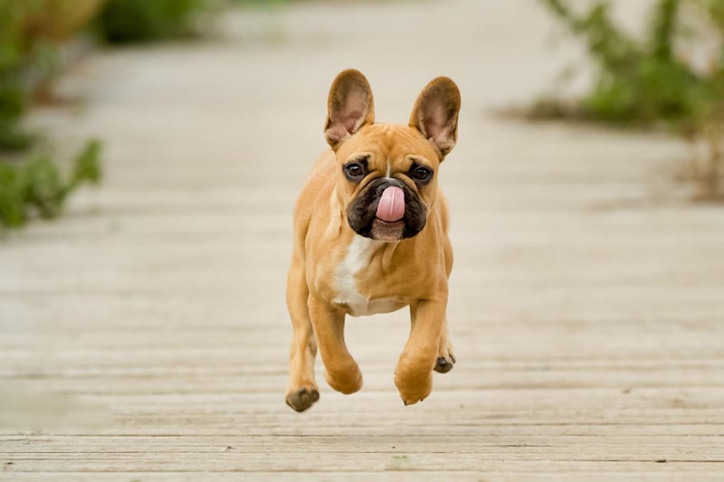 The fourth most popular name for French Bulldogs is Lola. It may be a pretty name for a pretty dog, but it has a less-cheery meaning - 'sorrow' in Spanish.