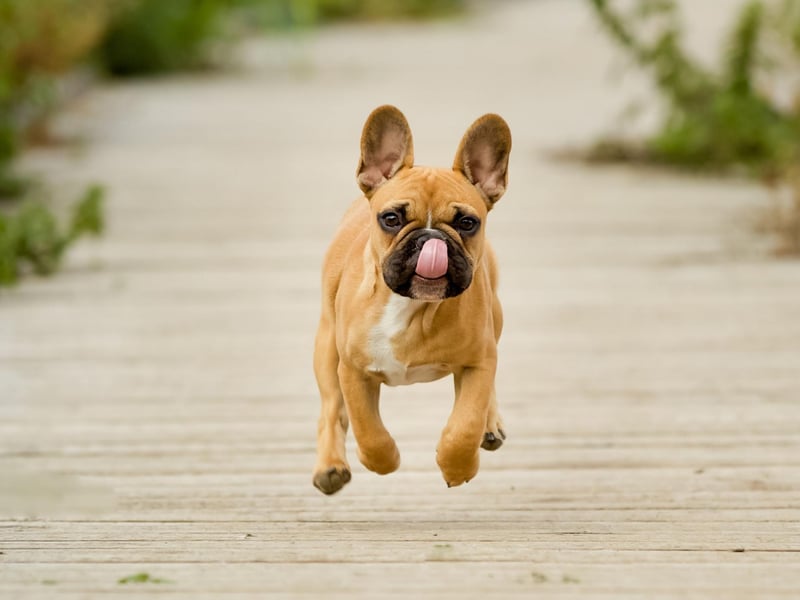 The fourth most popular name for French Bulldogs is Lola. It may be a pretty name for a pretty dog, but it has a less-cheery meaning - 'sorrow' in Spanish.