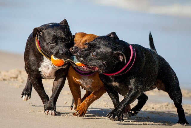 The loving and playful Staffordshire Bull Terrier often doesn't know its own strength, leading to accidents at home. One insurance company survey found that over 50 per cent of Staffy owners had claimed for damage done by their dog.