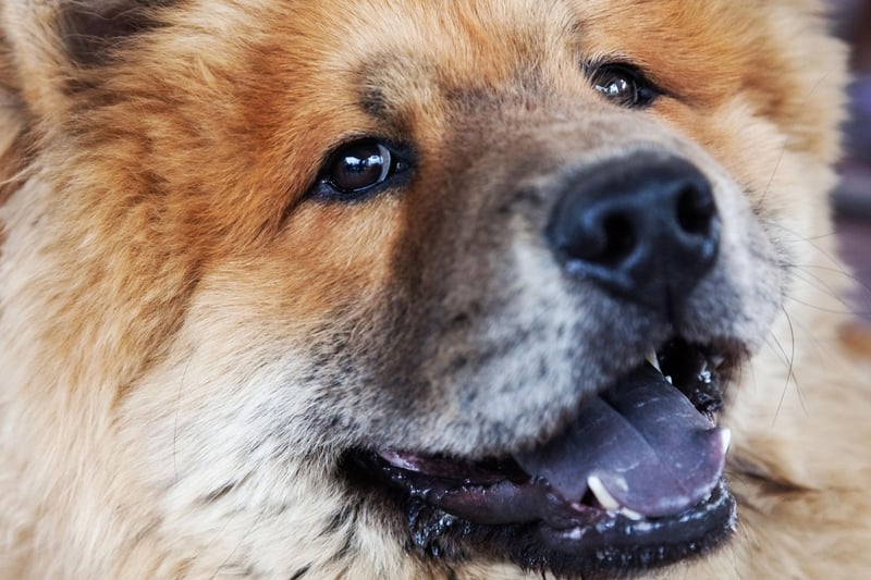 Chow Chows come with a variety of coat colours and types - rough or smooth, and black, blue, cinnamon, cream, or red. Their coat can get so thick that owners should keep a close eye on them around water - a sodden coat can make swimming a struggle.