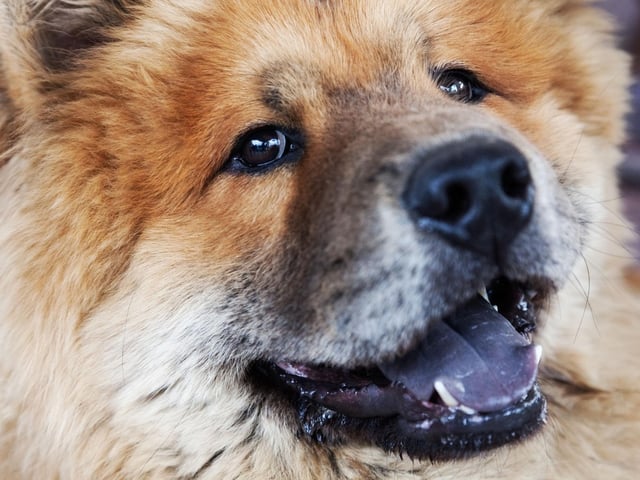Chow Chows come with a variety of coat colours and types - rough or smooth, and black, blue, cinnamon, cream, or red. Their coat can get so thick that owners should keep a close eye on them around water - a sodden coat can make swimming a struggle.