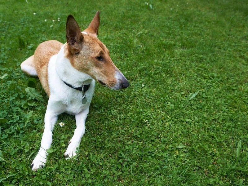 Originally bred to herd sheep, Smooth Collie numbers have struggled over the last decade, never reaching triple figures on any given year. Last year a total of 72 dogs were registered with the Kennel Club.