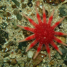 Scotland's seas are home to myriad important marine species. Picture: Chris Rickard/Open Seas
