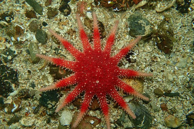 Scotland's seas are home to myriad important marine species. Picture: Chris Rickard/Open Seas