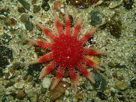 Scotland's seas are home to myriad important marine species. Picture: Chris Rickard/Open Seas