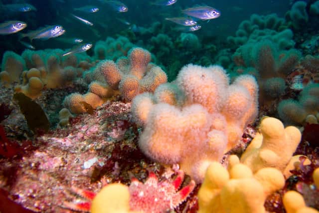 Highly Protected Marine Areas create oases for vulnerable and depleted marine life to recover