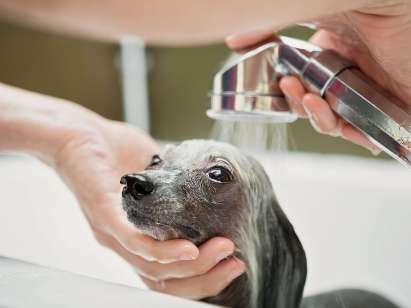 It is important to tenderly wet your dog’s face, but avoid getting water near the nose. The best way to do this is by tilting the head up, and closely monitoring the nose. If too much water enters they are at risk of choking.