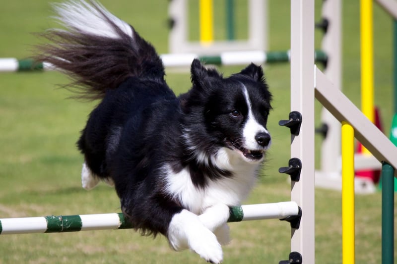 The ultimate dog when it comes to agility has to be the Border Collie. They have been bred to herd sheep and the same skills - along with their extreme intelligence - mean that they will tear around an agility course without a second thought.
