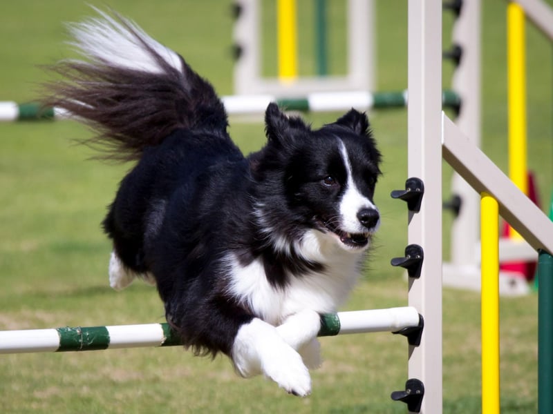 The ultimate dog when it comes to agility has to be the Border Collie. They have been bred to herd sheep and the same skills - along with their extreme intelligence - mean that they will tear around an agility course without a second thought.