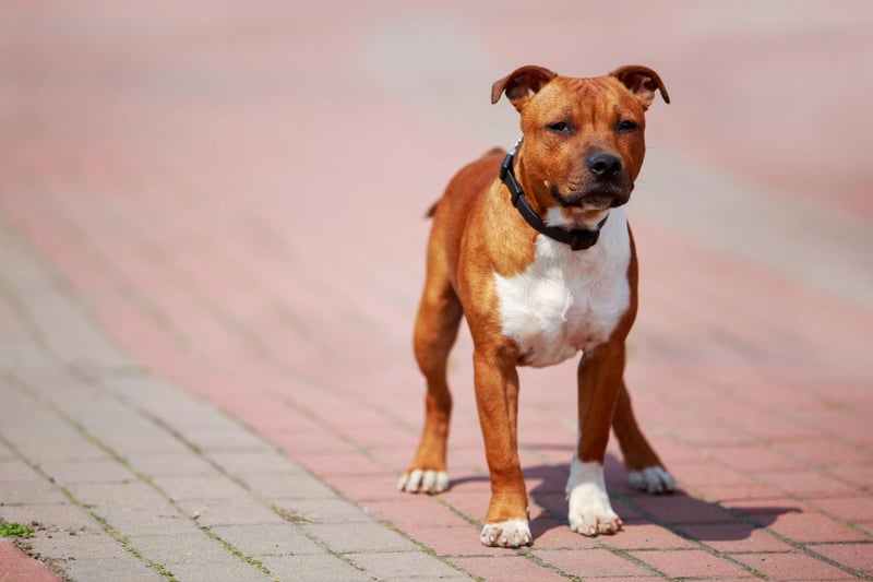 Perhaps due to the popularity of the dog-centric film 'Marley & Me', Marley takes seventh spot in our top 10 Staffy names. It's an Old English name that means 'from the lake meadow'.