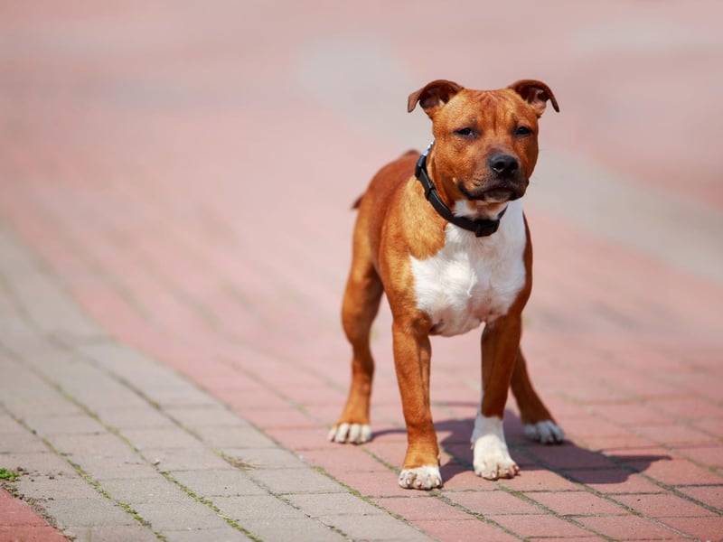 Perhaps due to the popularity of the dog-centric film 'Marley & Me', Marley takes seventh spot in our top 10 Staffy names. It's an Old English name that means 'from the lake meadow'.