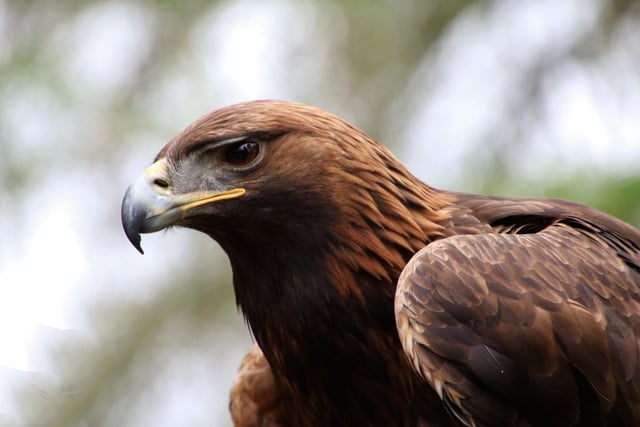 In April female Golden Eages will be at home on their nest, or eyrie, keeping a clutch of eggs warm. It means that their mates will be hunting for two and so will be more active than normal - making them easier to see. You might also see the male eagle do a 'sky dance' making sure any rival birds know that the territory is taken. One of the best places in Scotland to see these huge animals is on the Isle of Mull, where local wildlife guides will take you to the best spots.