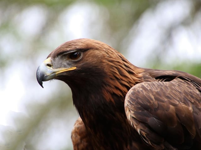 In April female Golden Eages will be at home on their nest, or eyrie, keeping a clutch of eggs warm. It means that their mates will be hunting for two and so will be more active than normal - making them easier to see. You might also see the male eagle do a 'sky dance' making sure any rival birds know that the territory is taken. One of the best places in Scotland to see these huge animals is on the Isle of Mull, where local wildlife guides will take you to the best spots.