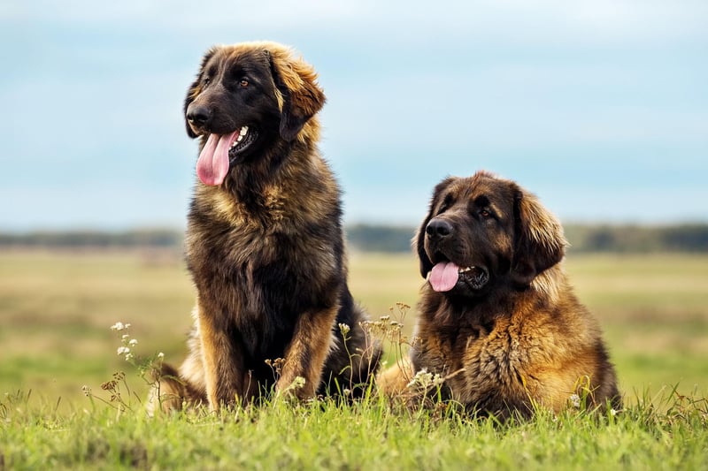 Named after the German city of Leonberg, the Leonberger can weigh up to 77kg but is yet another gentle giant, making loyal and affectionate family pets.