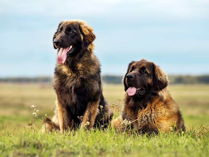 Named after the German city of Leonberg, the Leonberger can weigh up to 77kg but is yet another gentle giant, making loyal and affectionate family pets.