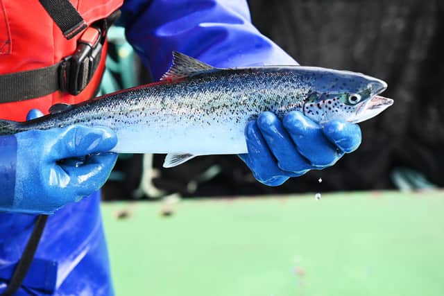 The new study shows that Scotland's salmon sector is one of the most important rural economic engines, and a vital anchor for jobs, investment and supply chain businesses across the country.