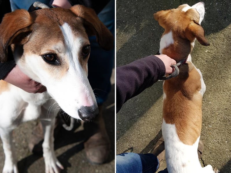 This is Lucy. Do you recognise her?