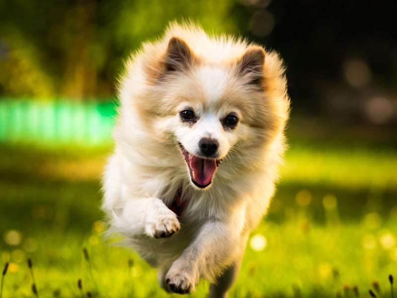 The trick with toilet training the Pomeranian is to assert your dominance early on - letting your pet know who the boss is. If you miss this narrow window of opportunity, well, you only have yourself to blame.