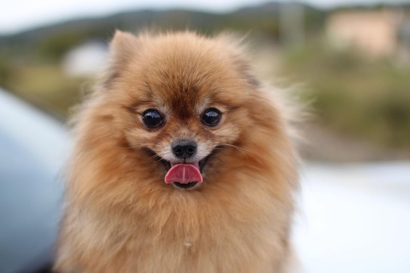 Buying a fluffy and adorable Pomeranian puppy will hit you in the pocket for around £1,500-£2,000.