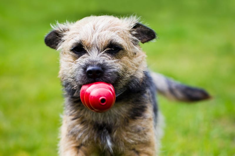Just missing out on a place in the top three Border Terrier names is Archie. It's a shortened form of the German name Archibald, meaning 'bold or brave'.