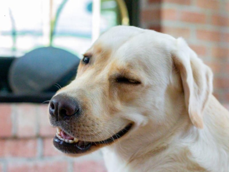The Labrador Retriever is the most popular dog in the UK and is also the happiest. They are genetically predisposed to be cheery, with food, walks and pats all greeted with blissful joy.