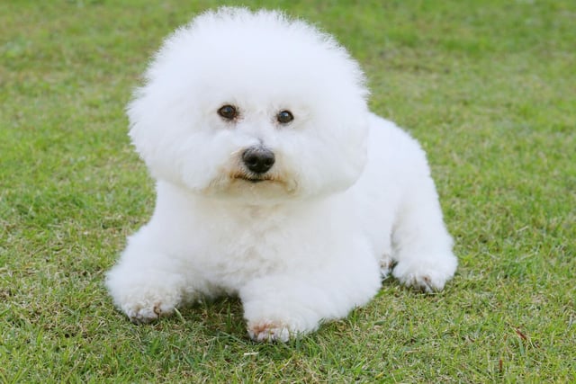 Once bred to be the canine stars of circus shows, the Bichon Frise is now an adorable family pet, with 482 registrations in 2021 - up from 400 in 2020.