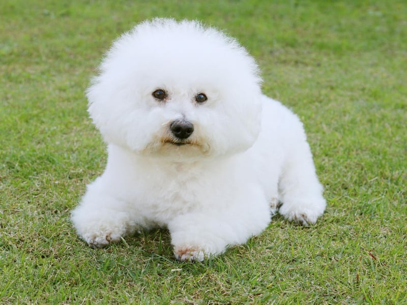 Once bred to be the canine stars of circus shows, the Bichon Frise is now an adorable family pet, with 482 registrations in 2021 - up from 400 in 2020.