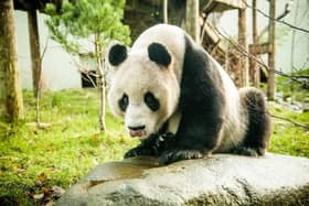 Yang Guang and Tian Tian were a gift from the Chinese government in 2011. Picture: Ian Georgeson