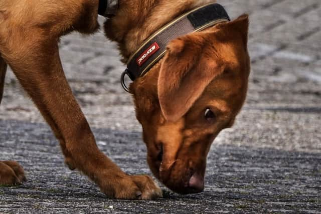 Sniffer dog Nemo has been trained to identify demineralised water, which is released when a heating pipe leaks