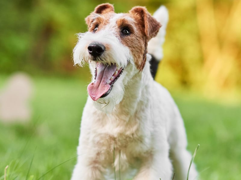 The Wire Fox Terrier is "friendly, forthcoming and fearless with a distinctive wiry coat". This is an energetic and intelligent breed which needs attention and stimulation. Famous Wire Fox Terriers include Snowy from the Adventures of TinTin.