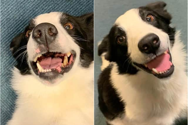 Police seek owner of frankly ridiculously adorable dog found in Aberdeenshire town