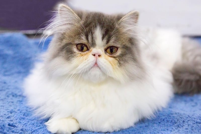 Fluffy, friendly and loving, the Persian cat breed is likely to get along with other cats in the home due to its laid-back attitude.